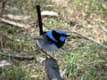 Superb Fairy Wren